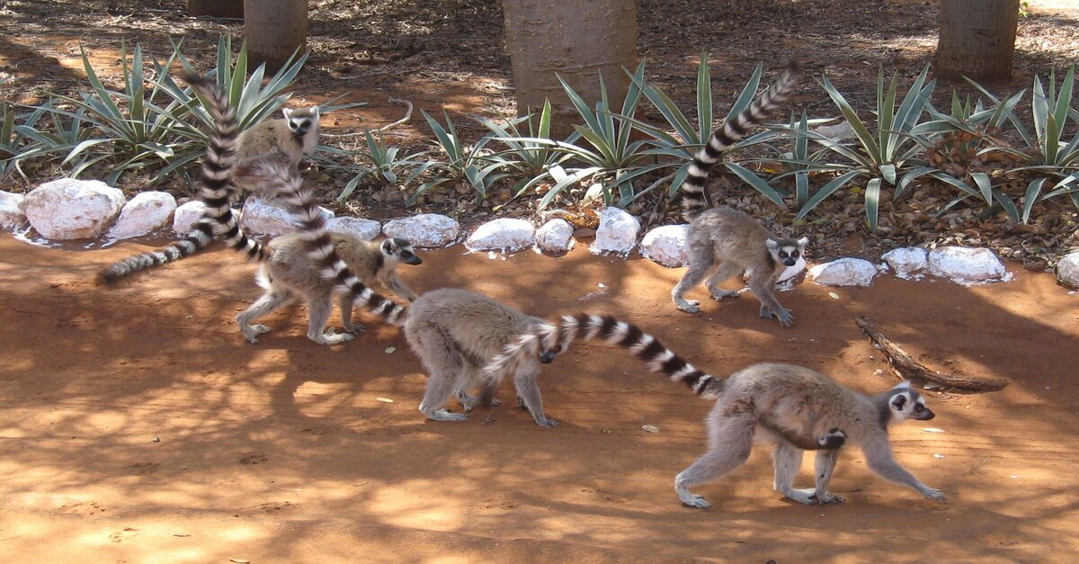 Baobabs y lémures los emblemas de Madagascar