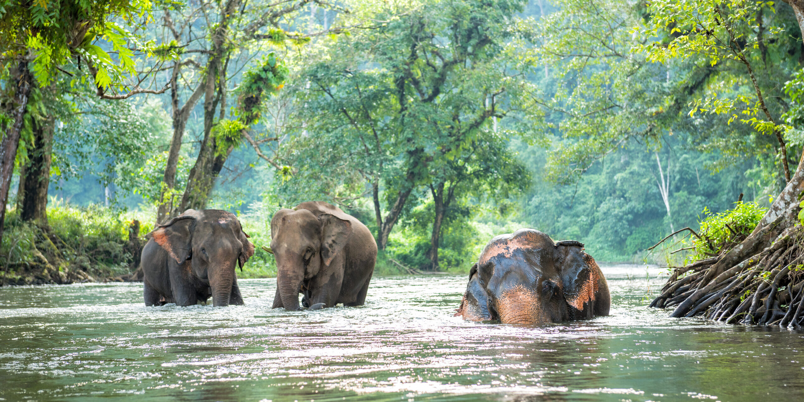 selva del norte de Tailandia selva del norte de Tailandia