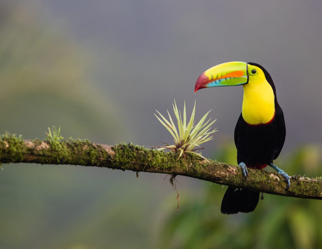 Costa Rica, aventura en el trópico