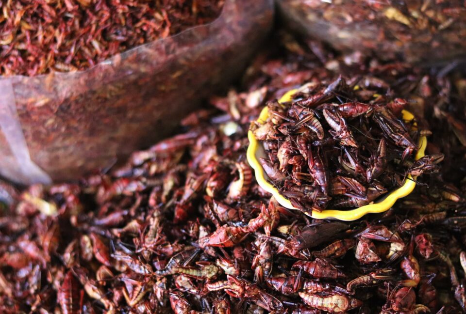 Gastronomía mexicana