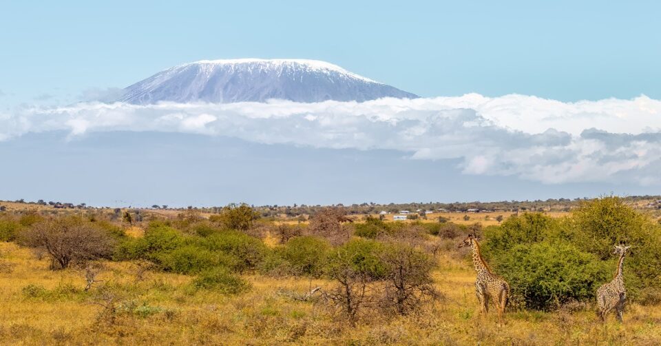 kilimanjaro
