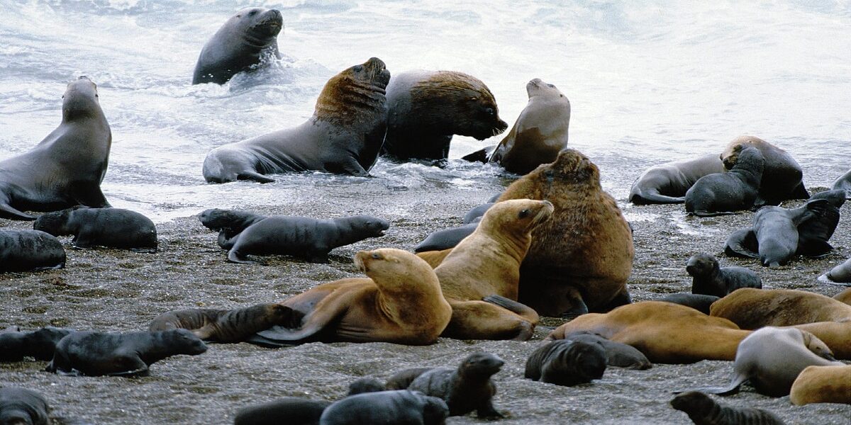 Lobos marinos en Golfo Nuevo