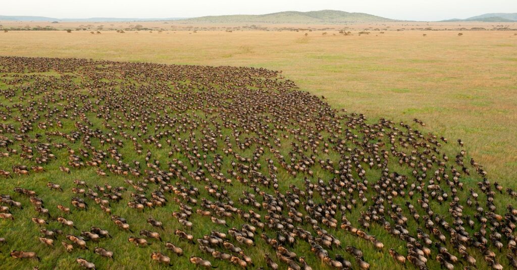 Migración en Serengueti - Tanzania - Planes con Duende