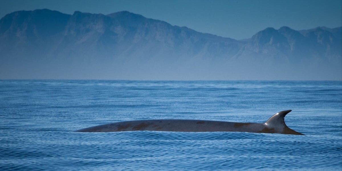 Planes con Duende - Ballenas False Bay