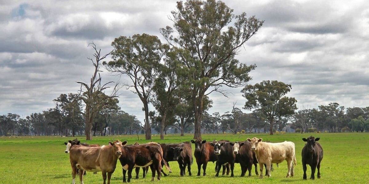 Planes con Duende - Ganado vacuno Australia