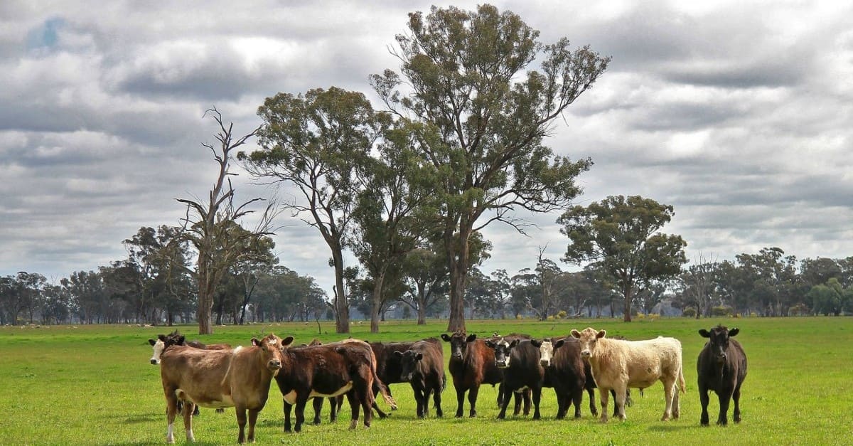 Planes con Duende - Ganado vacuno Australia