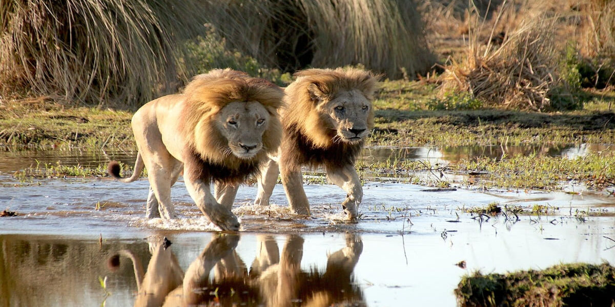 Planes con Duende – Leones en el Delta de Okavango Planes con Duende - Delta de Okavango
