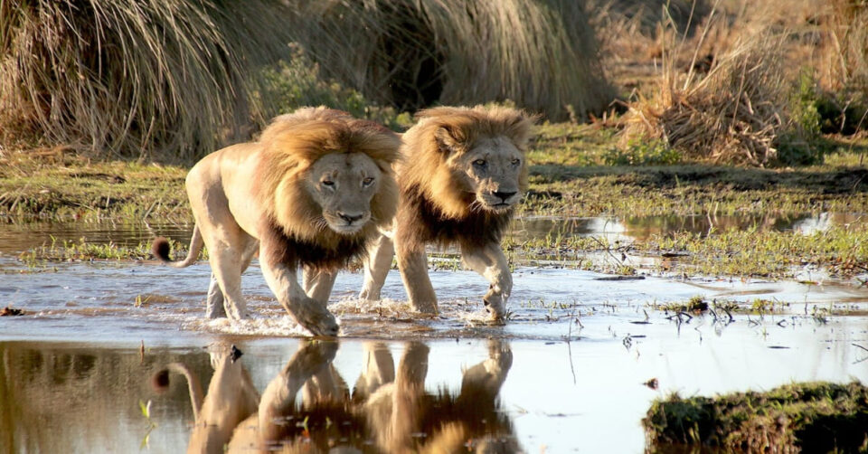 Planes con Duende – Leones en el Delta de Okavango Planes con Duende - Delta de Okavango