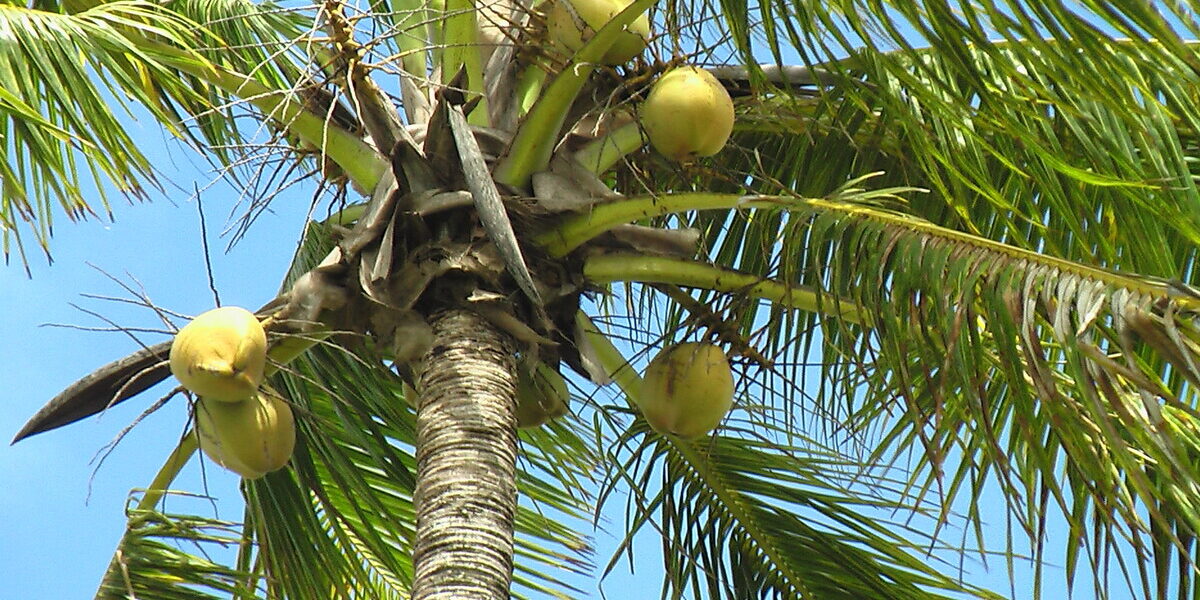 Planes con Duende - Gastronomía Fiyi