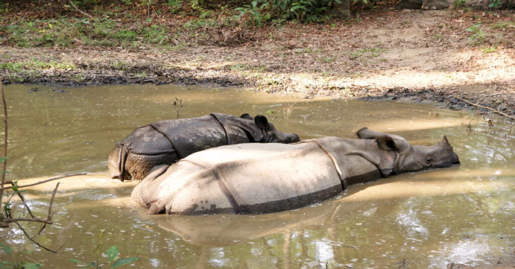 Dos rinocerontes en el Parque Nacional de Chitwan, en Nepal
