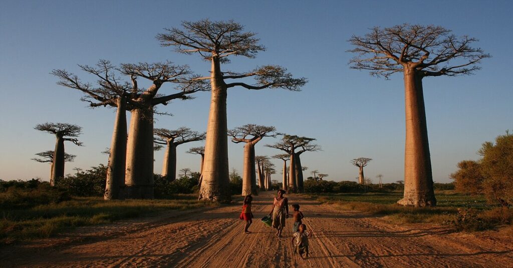 La Avenida de los Baobabs, en Madagascar, por la que transitan algunos locales