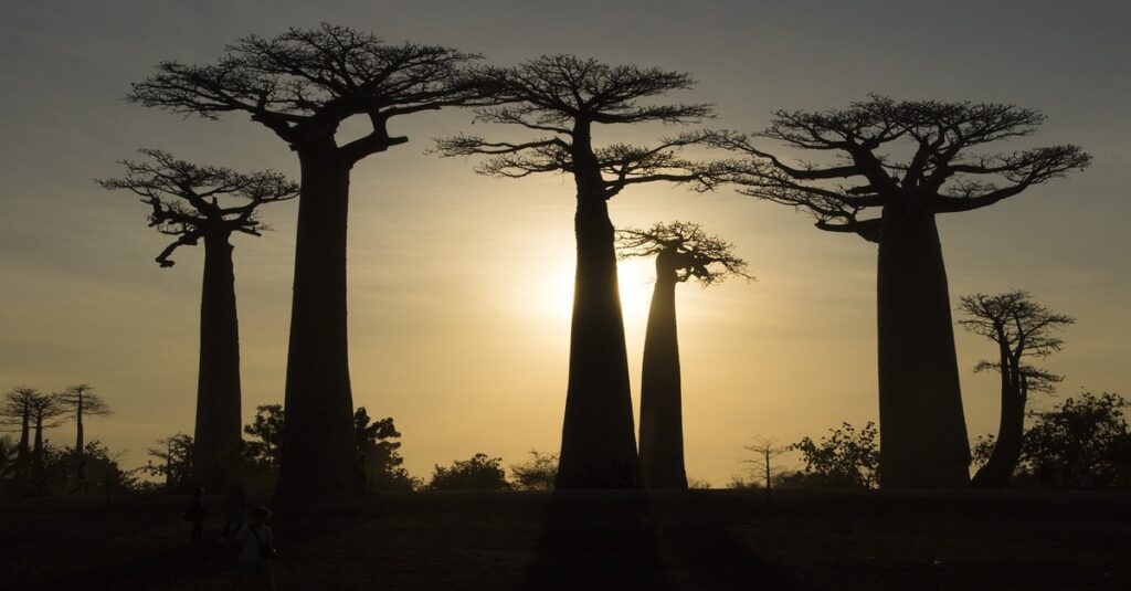Puesta de sol vista desde la Avenida de los Baobabs, en Madagascar