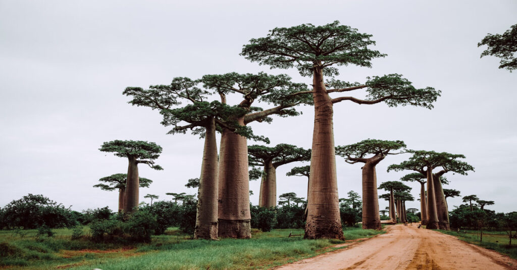 Imagen de varios baobabs en la isla de Nosy Sakatia