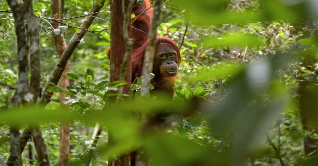 El orangután, el habitante más famoso de Borneo