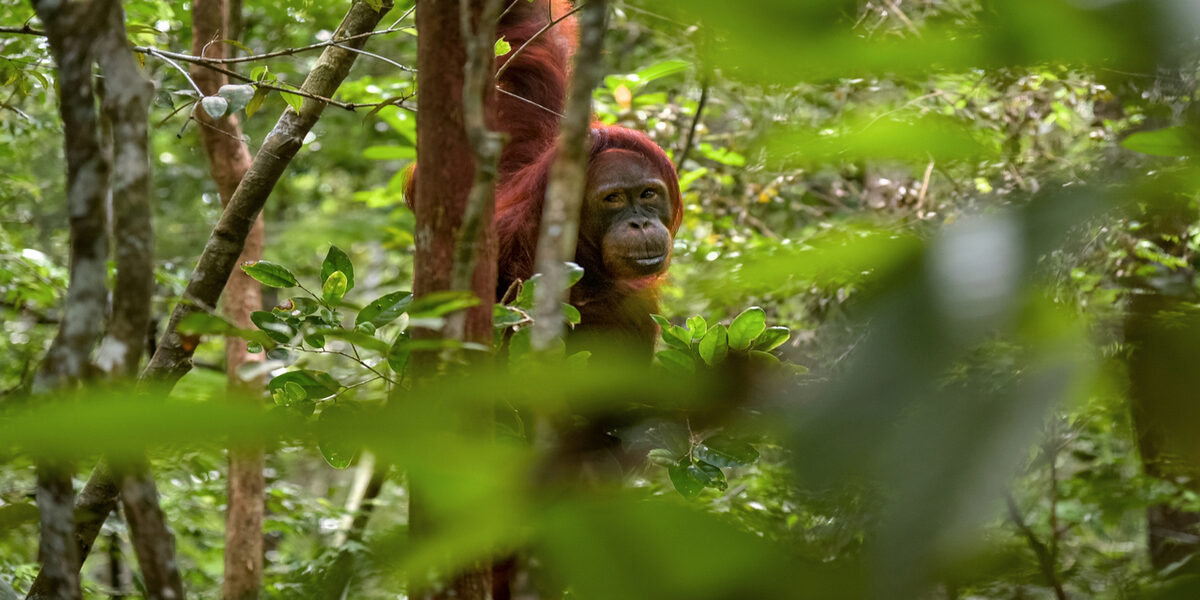 borneo-general El orangután, el habitante más famoso de Borneo
