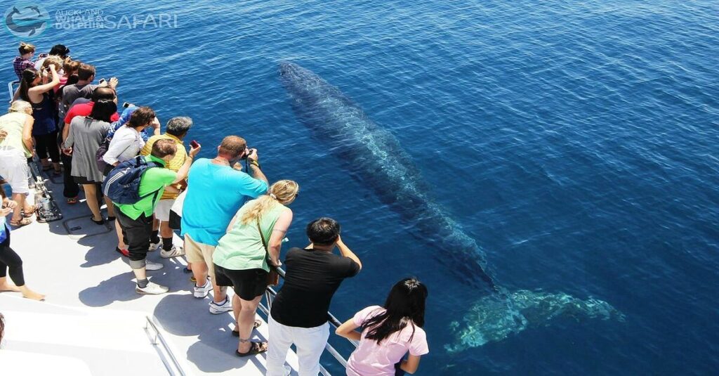 Imagen de varios viajeros en barco avistando ballenas en la costa de Auckland, en Nueva Zelanda