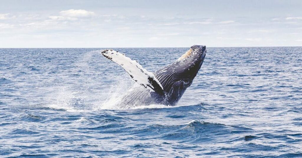 Imagen de una ballena azul en el océano