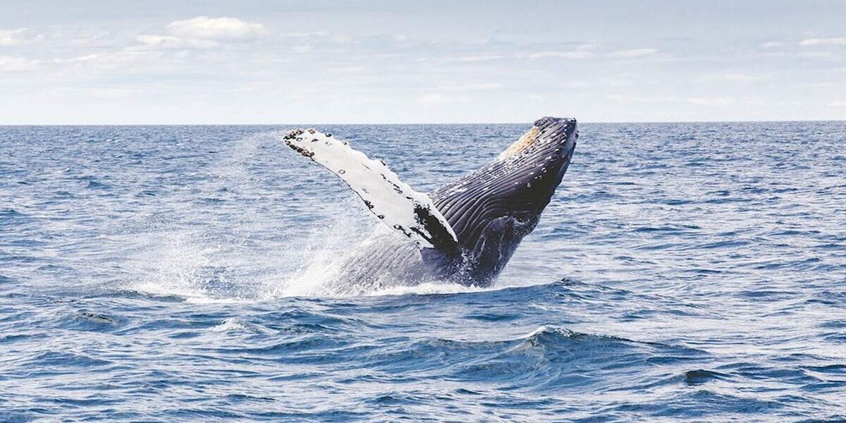 Imagen de una ballena azul en el océano
