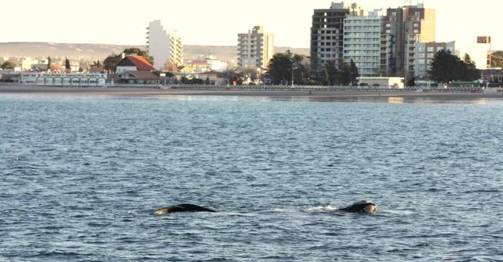 Avistamiento de ballenas en Argentina, muy cerca de la ciudad de Puerto Madryn