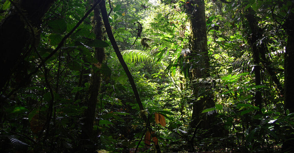 Árboles del interior de la selva amazónica
