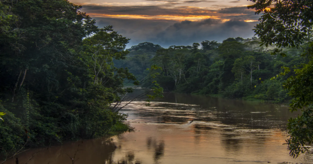 Imagen de la selva del Amazonas ecuatoriano
