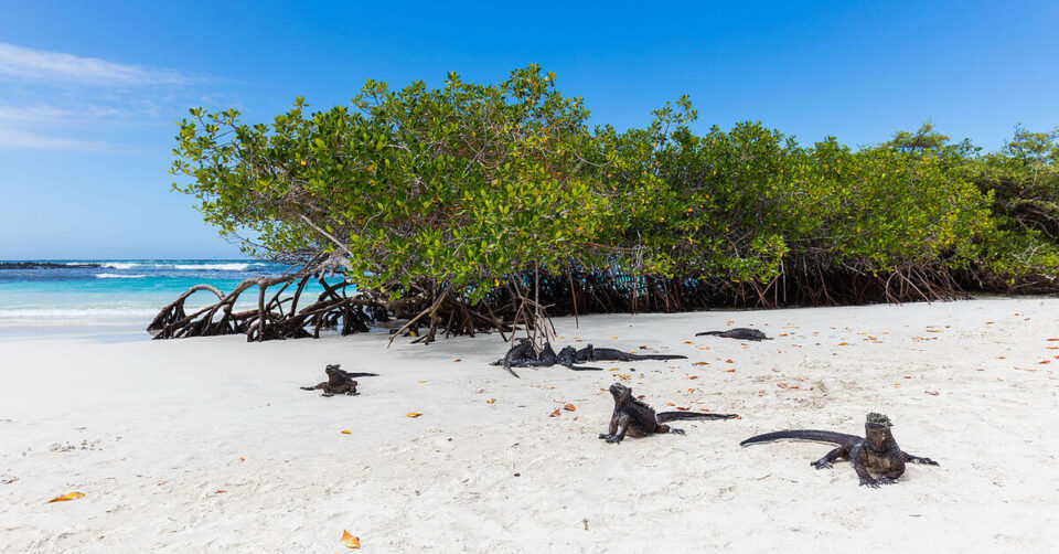 islas-galapagos-general Una de las playas de las Islas Galápagos con iguanas