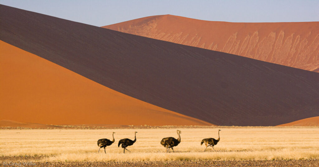 Un grupo de avestruces en el Desierto del Namib