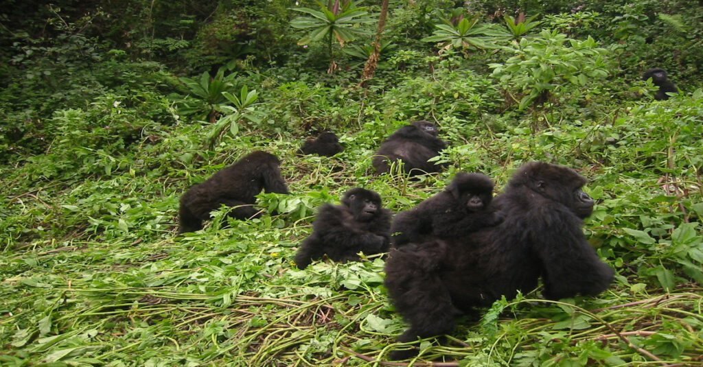 Un grupo de gorilas en el Parque Nacional de la Selva Impenetrable de Bwindi
