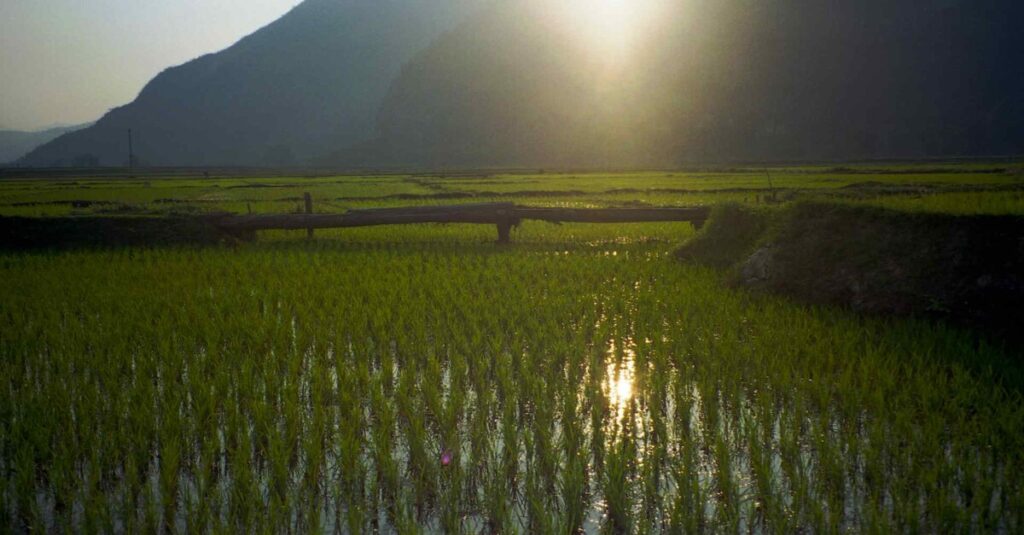 Campos de arroz de Mai Chau