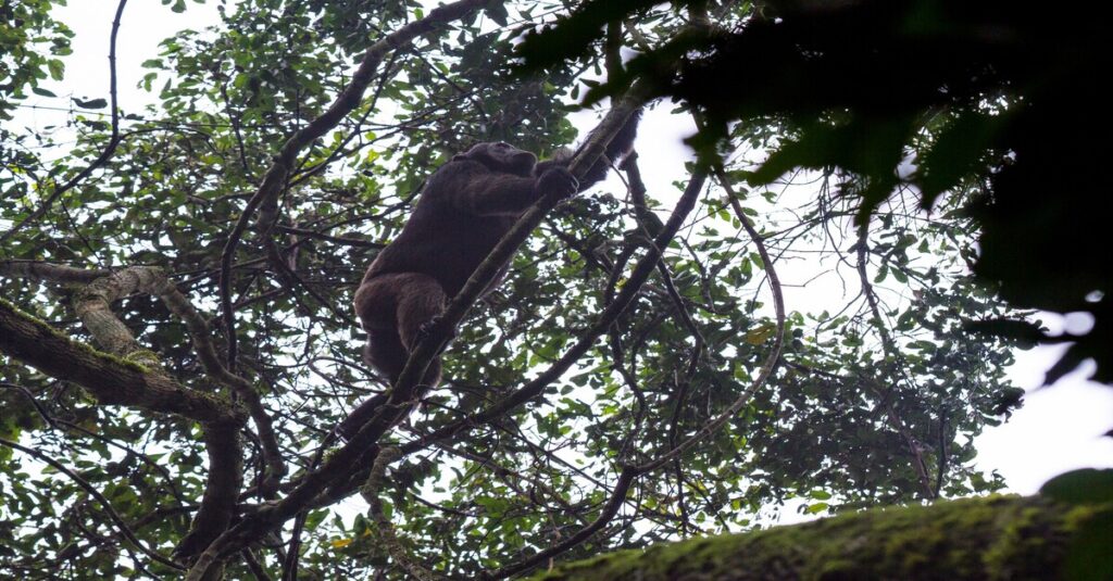 Un chimpancé trepando por los árboles del Parque Nacional de Kibale