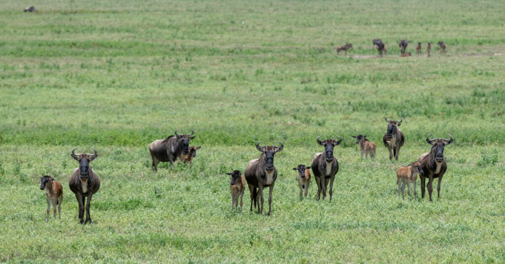 Madres y crías de ñus en las praderas de Ndutu en la época de las parideras