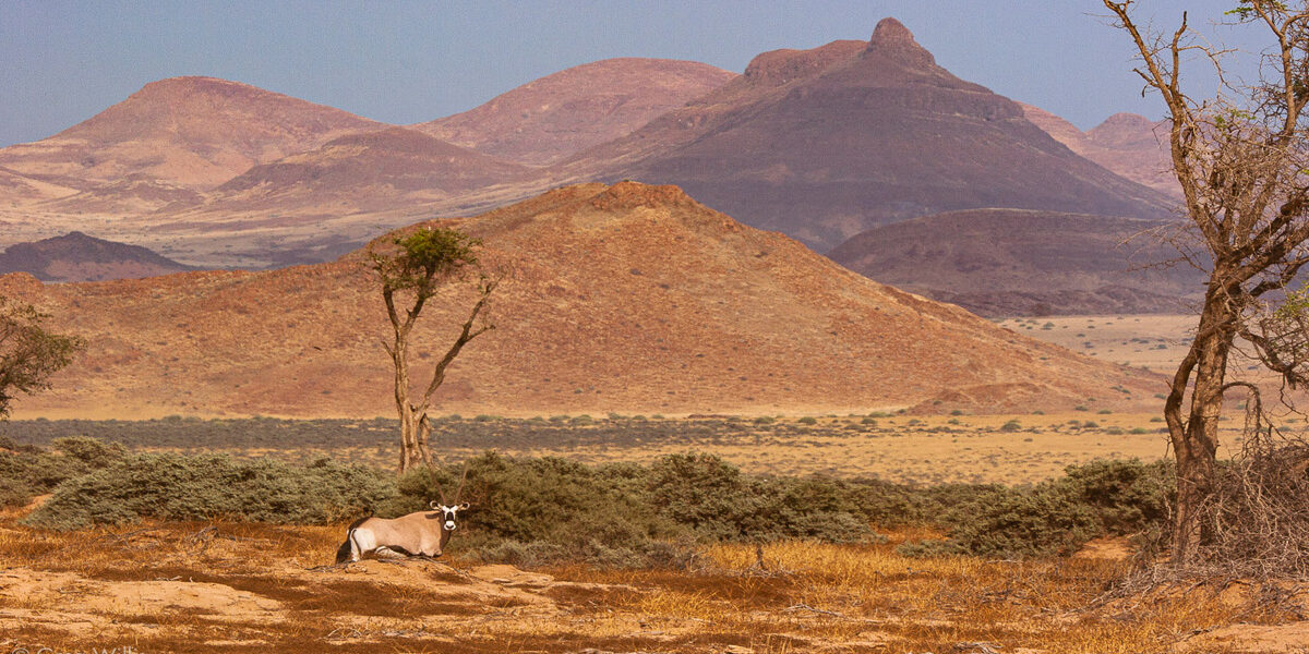 Un antílope en uno de los desiertos a los que hacemos referencia en este post Un antílope en uno de los desiertos a los que hacemos referencia en este post