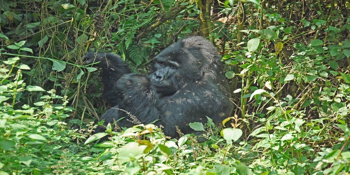 Imagen de un gorila en la selva de Uganda