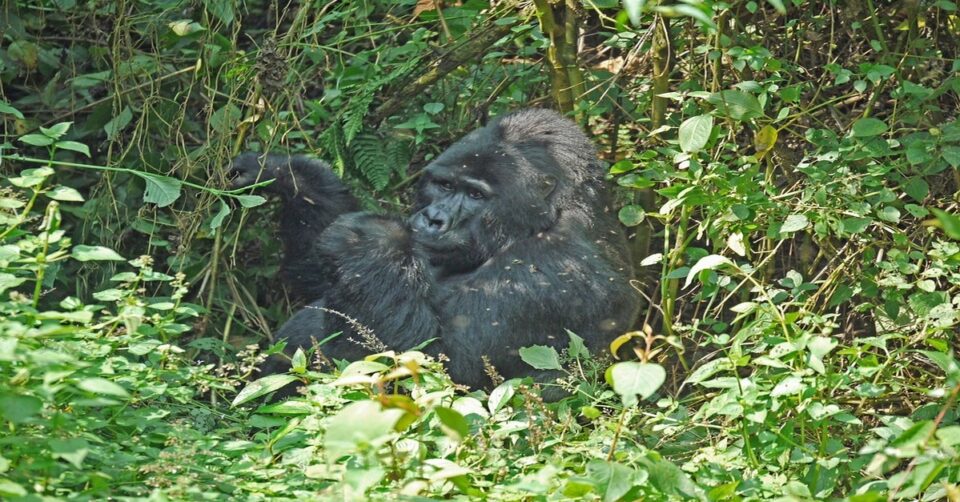 gorila-selva-uganda-general Imagen de un gorila en la selva de Uganda