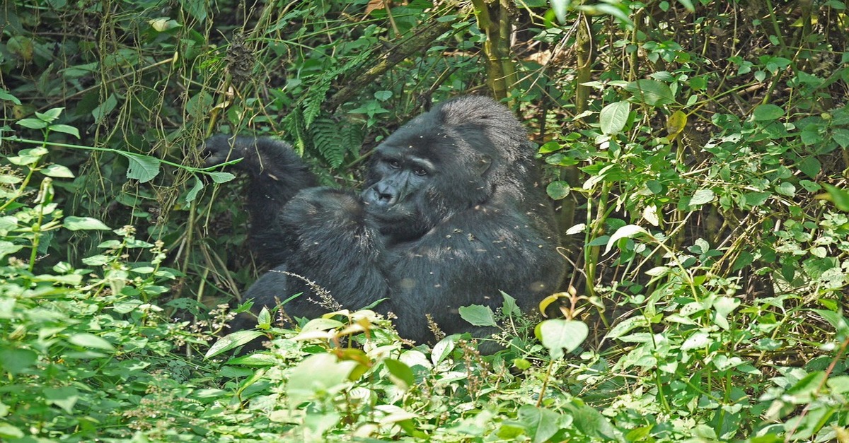 Imagen de un gorila en la selva de Uganda