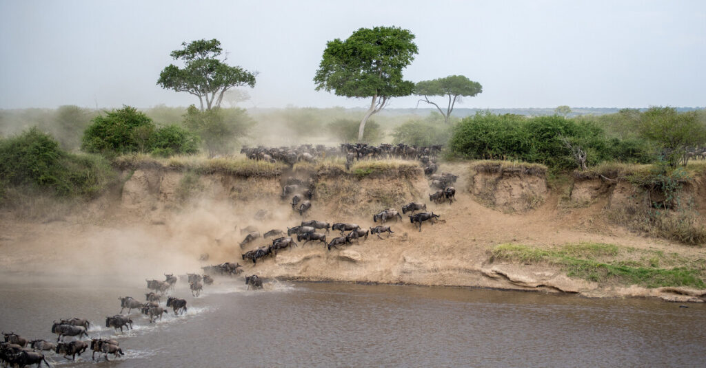 Una manada de ñus cruza un río durante la Gran Migración