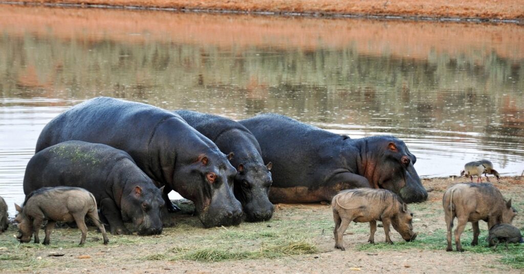 Grupos de hipopótamos y facóqueros junto a un lago