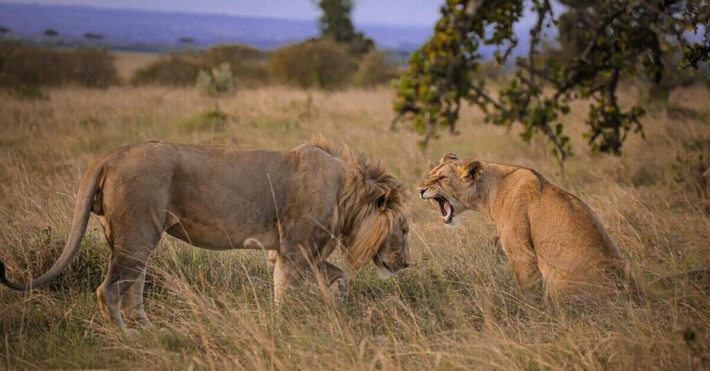 Imagen de una leona rugiendo a un león