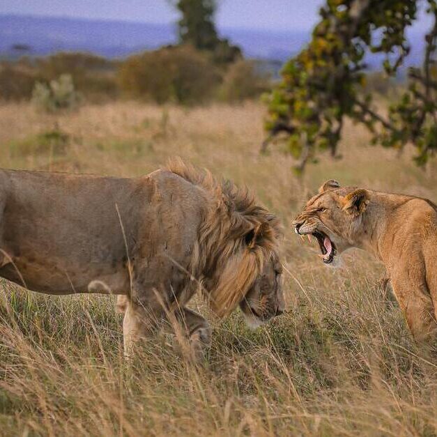 Imagen de una leona rugiendo a un león