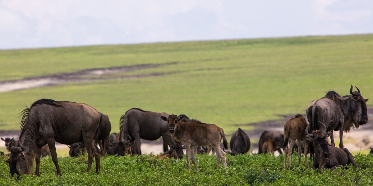 Madres y crías de ñus, durante las parideras de febrero en Ndutu