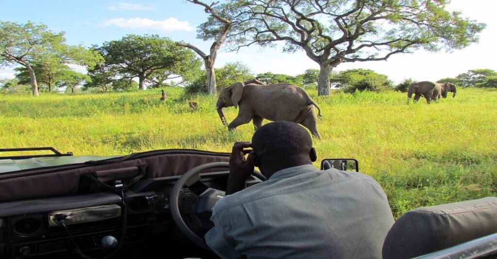 Avistamiento de elefantes durante un safari en África