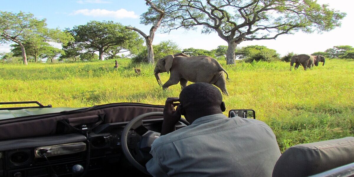 safari-africa-general Avistamiento de elefantes durante un safari en África