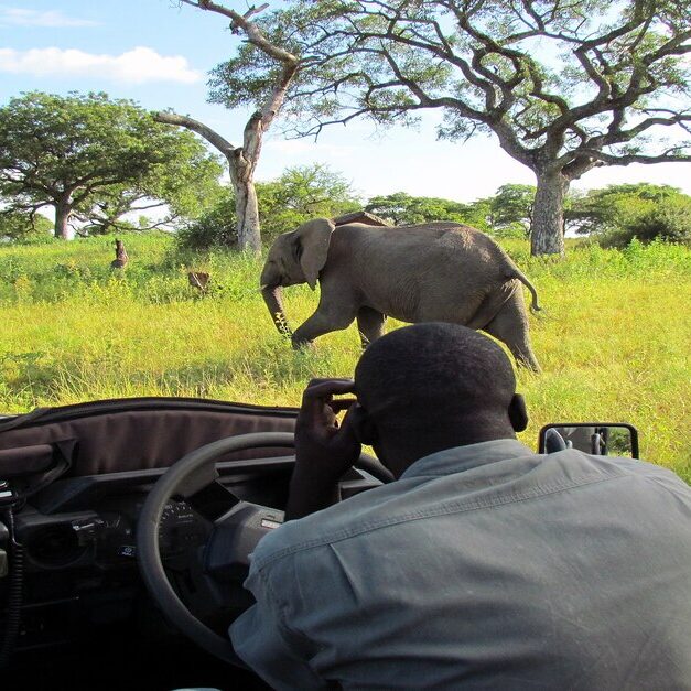 Avistamiento de elefantes durante un safari en África