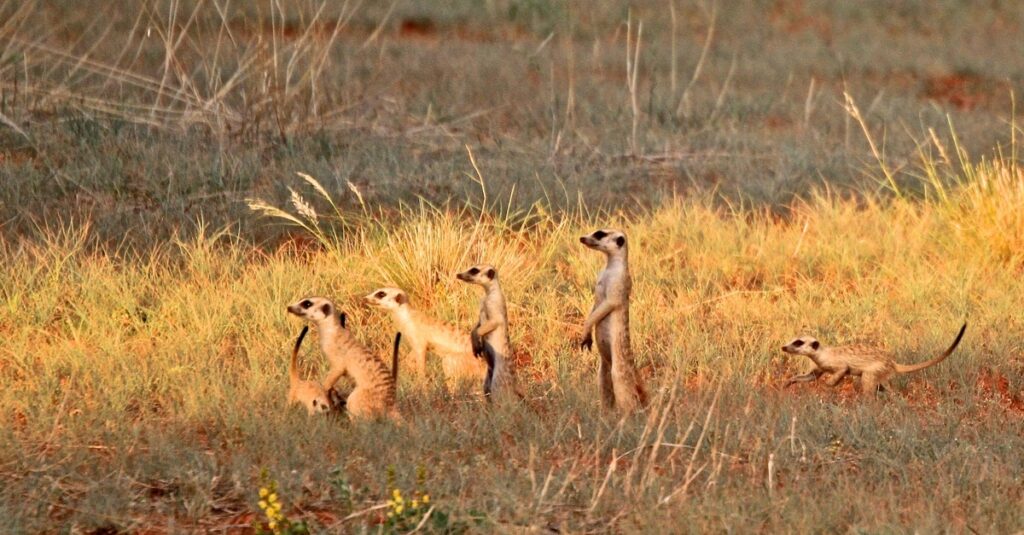 Un grupo de suricatos en el Desierto del Kalahari