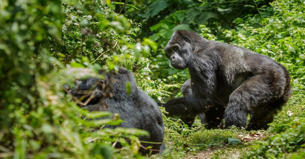 Imagen de dos gorilas en el Bosque Impenetrable Bwindi