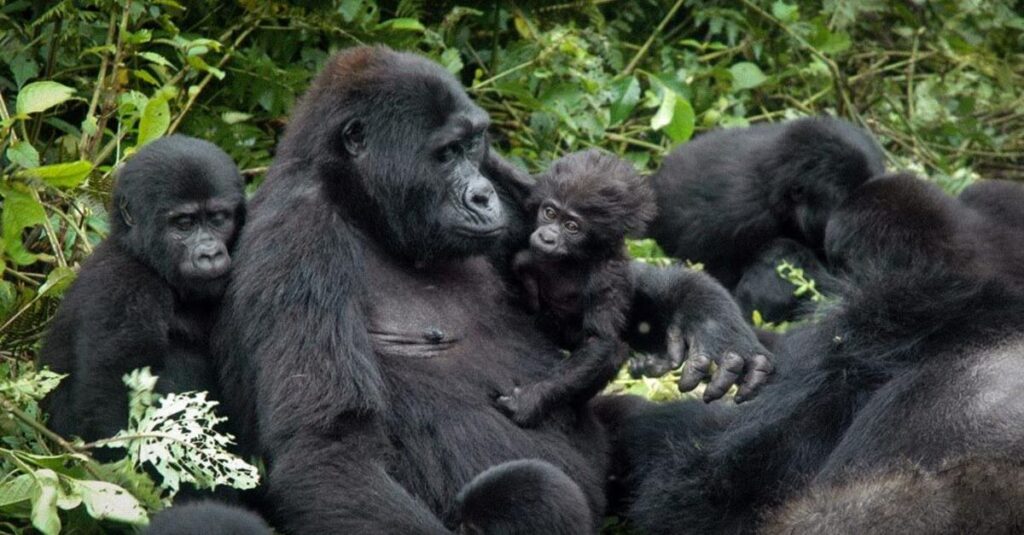 Una familia de gorilas en el Bosque Impenetrable Bwindi