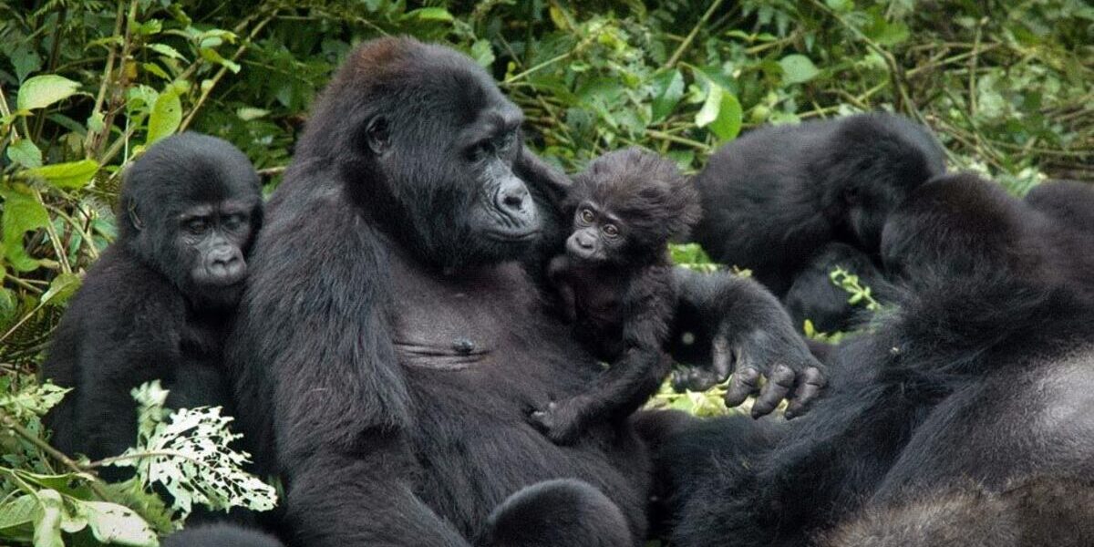 gorilas-bwindi-principal Una familia de gorilas en el Bosque Impenetrable Bwindi