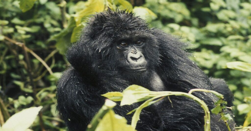 Imagen de un gorila del Parque nacional de los Volcanes (Ruanda)