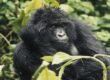 Imagen de un gorila del Parque nacional de los Volcanes (Ruanda)