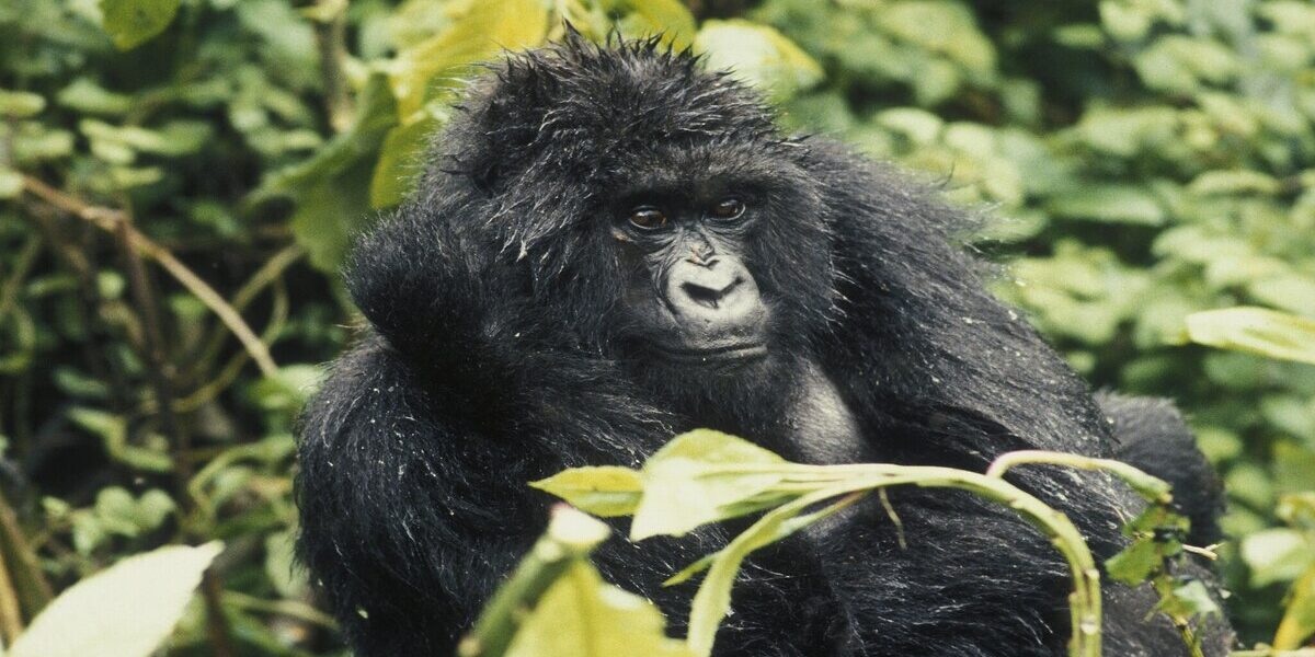 gorila-volcanes-ruanda Imagen de un gorila del Parque nacional de los Volcanes (Ruanda)